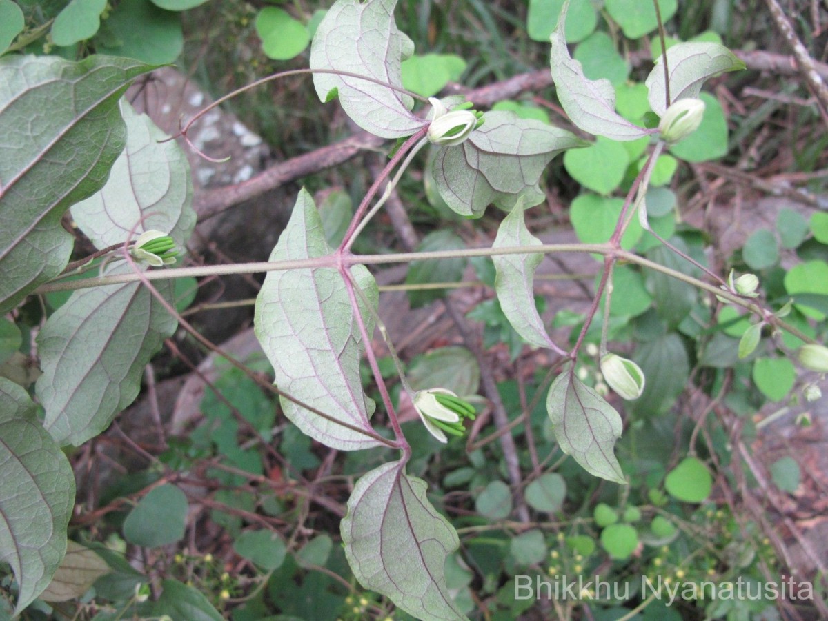 Clematis zeylanica (L.) Poir.